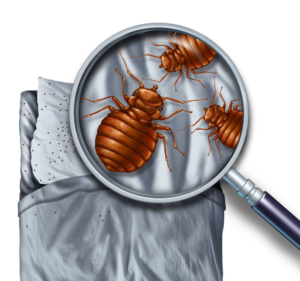 Eliminate Bed Bugs